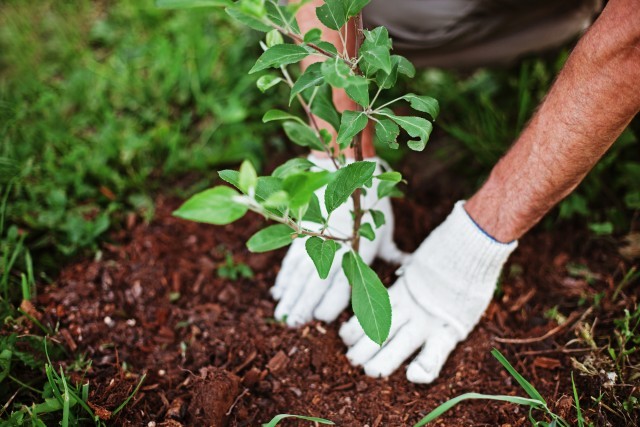 Informations générales sur la plantation de végétaux